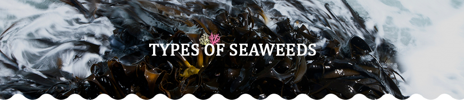 Types of Seaweeds