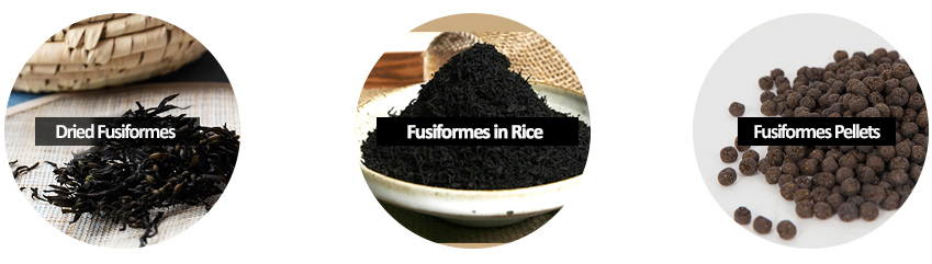 Dried Fusiformes, Fusiformes in Rice, Fusiformes Pellets