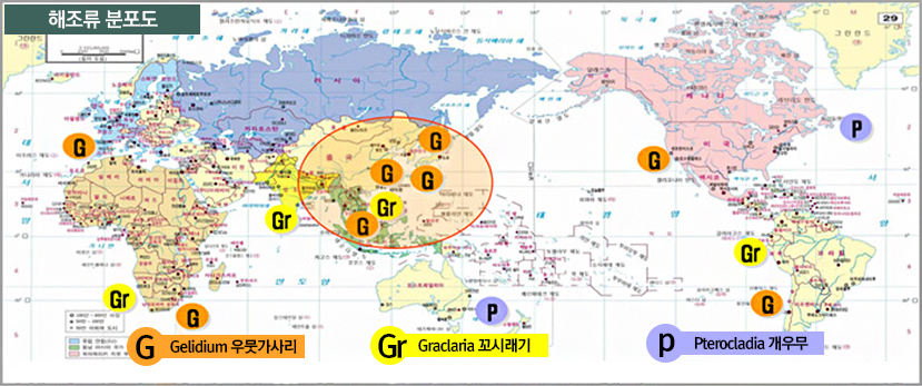 산업적으로 중요한 해조류의 세계 분포도 사진으로 G(Gelidium 우뭇가사리),Gr(Graclaria꼬시래기),P(pterocladia개우무) 표시로 지도 곳곳에 표기되어있다.G는 유럽의 서쪽해안과 아프리카 남쪽 동남아 해안 중국과 일본, 우리나라, 미국 서부해안과 남아메리카 서부해안쪽에 서식하며 gR은 아프리카 남서쪽 해안과 인도 남쪽 해안,필리핀, 남아메리카 서북해안쪽에 주로 서식한다. P는 오세아니아해역과 미국 동부해안에 주로 서식한다.