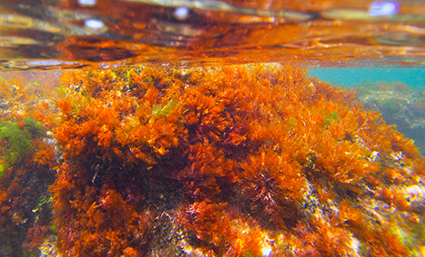 바닷속 해초들의 모습